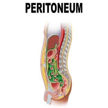 Peritoneum structure, components, ligaments | PDF