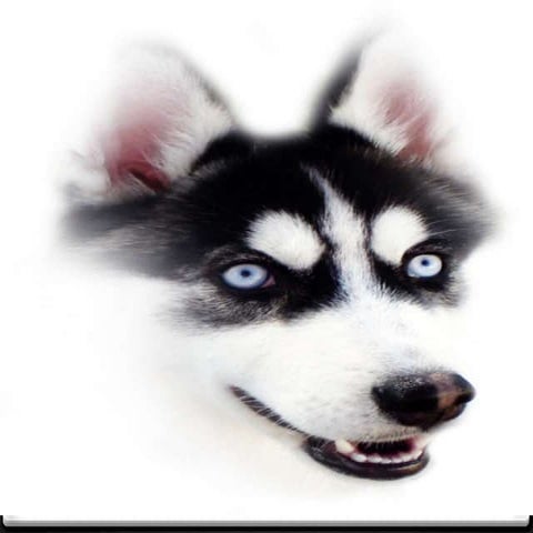 Clinical diagnosis of systemic lupus erythematosus 