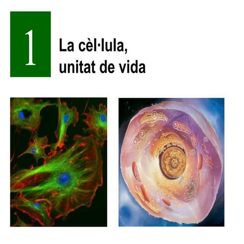 Cèl·lula, unitat de vida