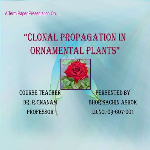 Clonal propagation in ornamental plants