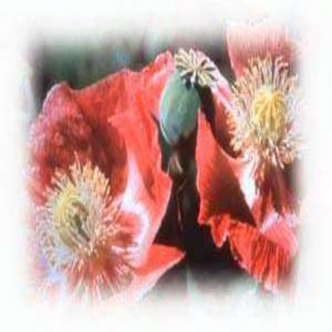 Clonidine:The Wonder Drug- Most Misunderstood