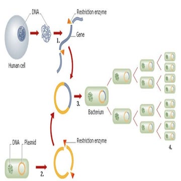 Cloning-1.pptxnnuububububuuuhhhhhhhhhhhh | PPTX