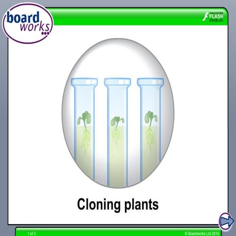 Cloning plants.ppt powerpoint science presentation | PPT