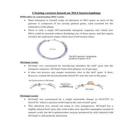 Cloning vectors based on m13 and lambda bacteriophage