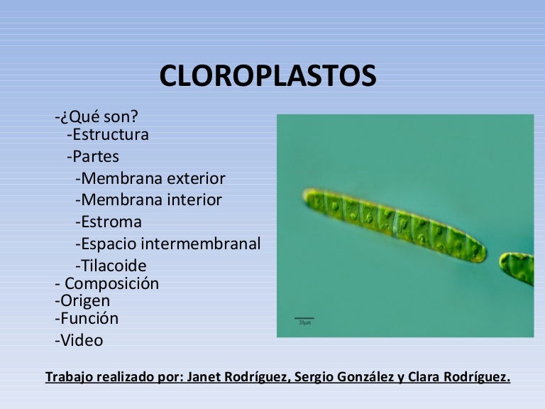 Cloroplastos final.