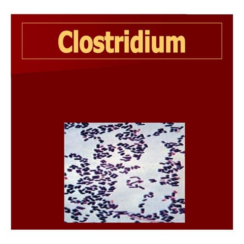 Clostridium