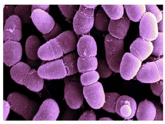 Bacterias Mesofilas y Termofilas MICROBIOLOGIA | PPT