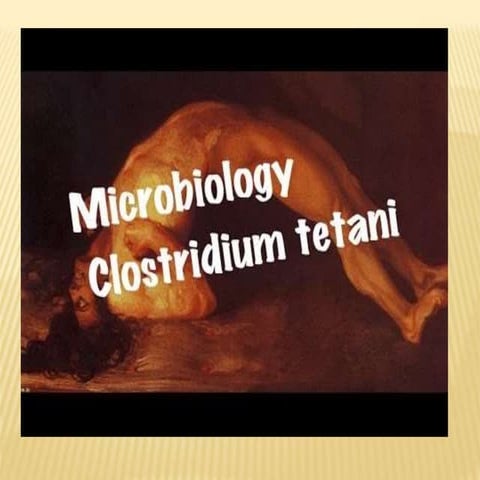 Clostridium tetani