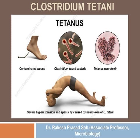 Clostridium tetani.pptx