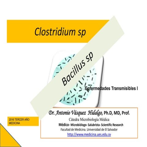 Clostridium y bacillus sp micro 
