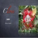 Clove | PDF
