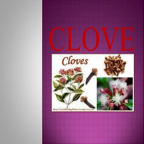 Clove PPT.pptx