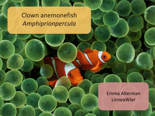 Clownfish