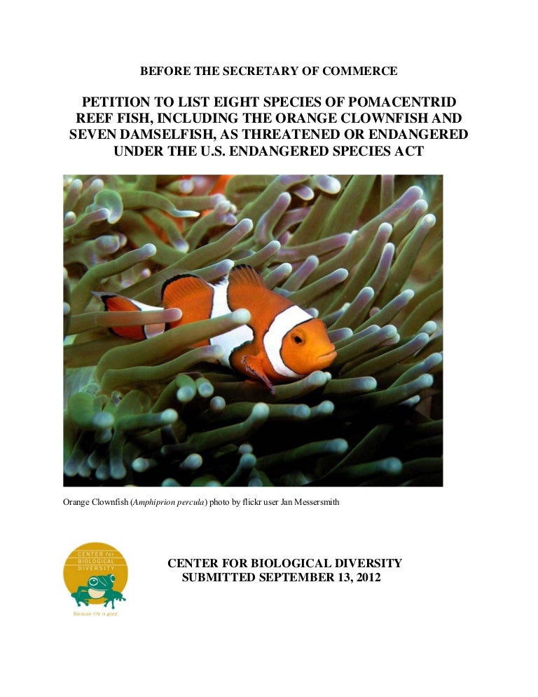 What are the adaptations of clown fish?