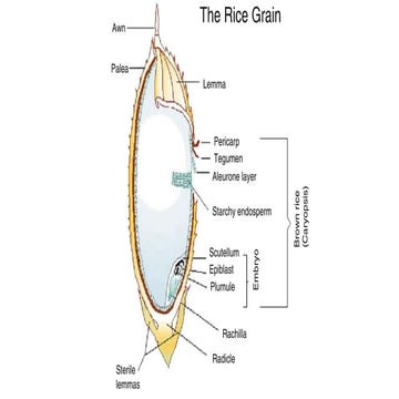 Cereal and Legume Technology lecture slides3.pdf