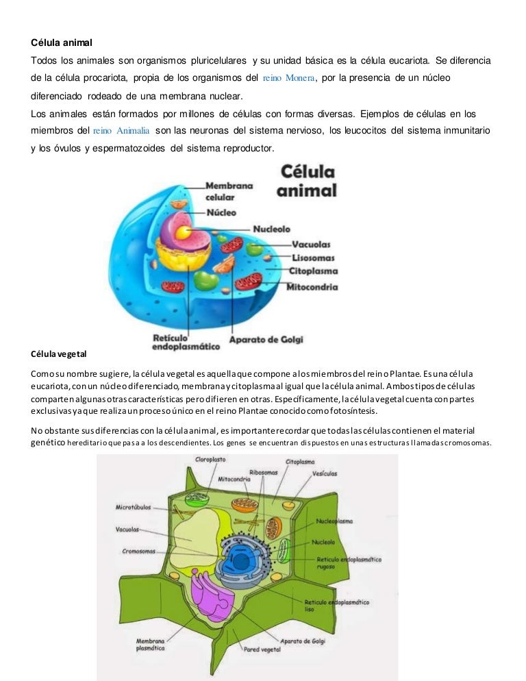 Celula Animal