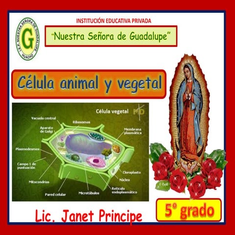 Célula animal y vegetal