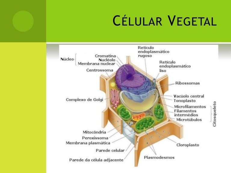 Funções Das Organelas Da Célula Vegetal