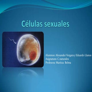 Células sexuales