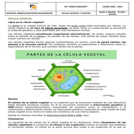 célula vegetal y plantas.docx