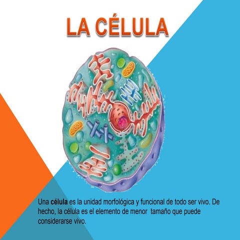 Clulaysuspartes 110829144052-phpapp01-1