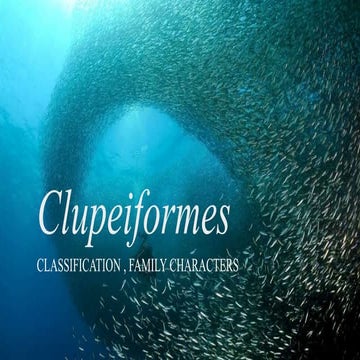 Clupeiformies