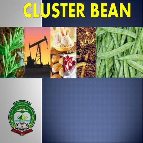 Cluster bean