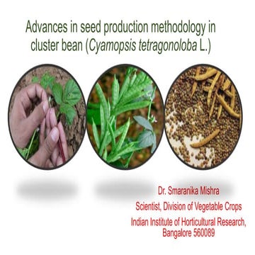 Cluster bean seed production