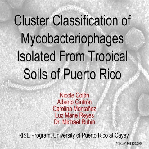 Cluster classificationmycobacteriophagev6