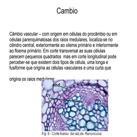 Definicao De Cambio Vascular 700+ Câmbio Vascular Fotos De Stock,