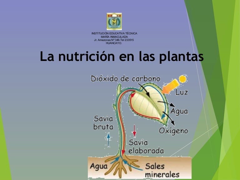 De Que Se Nutren Las Plantas