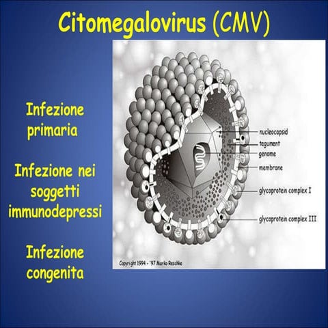 Cmv | PPT