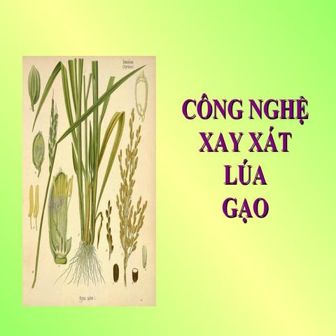 Công nghệ xay xát lúa gạo
