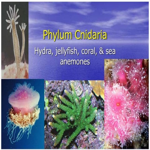Phylum Cnidaria presentation