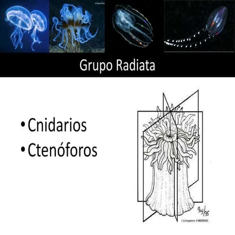 Cnidarios y Ctenóforos