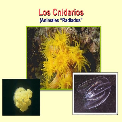 Cnidarios