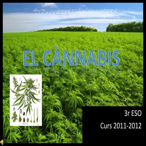 Cànnabis 3r eso
