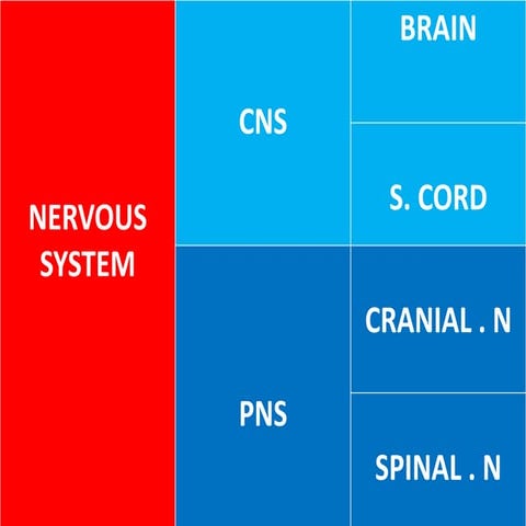 Cns