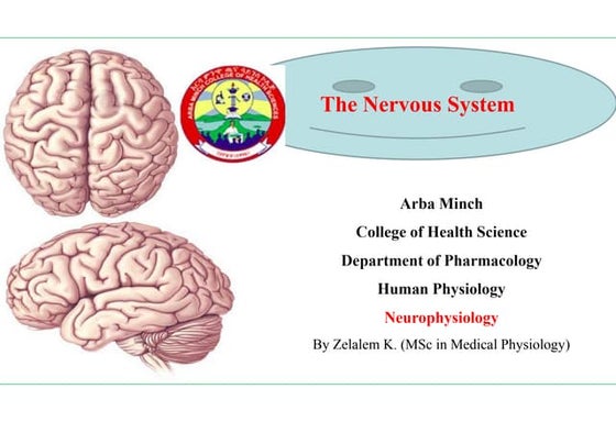 Anatomy and physiology of brain | PPTX