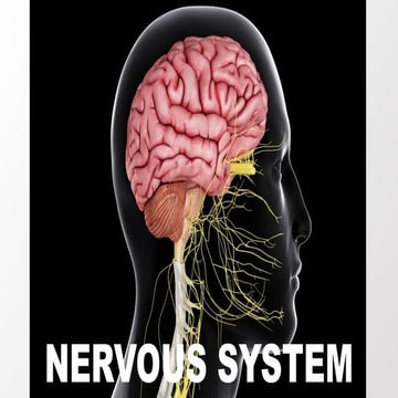 Comprehensive Overview of the Human Nervous System and Brain Functions ...