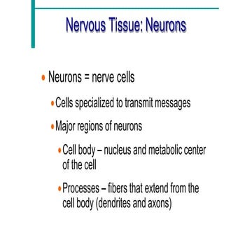 Comprehensive Overview of Neuron Structure, Function, and Support Cells ...