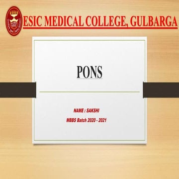 pons  CNS neurophysiology 
