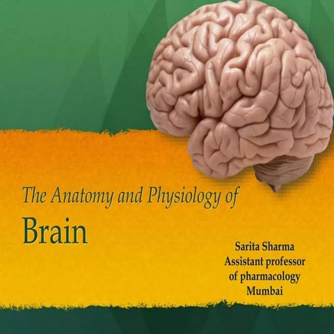 Comprehensive Overview of Brain Anatomy and Function in Neurology | PPTX