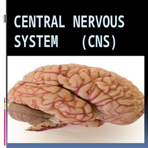 Central nervous system_&_brain by qasim sial