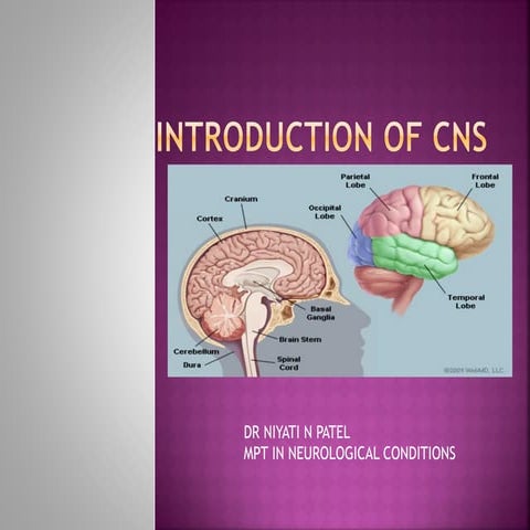 Cns physiology