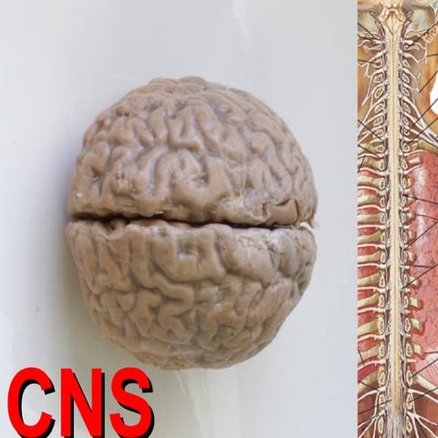 Cns tumors