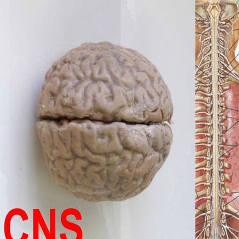 CNS TUMORS.ppt
