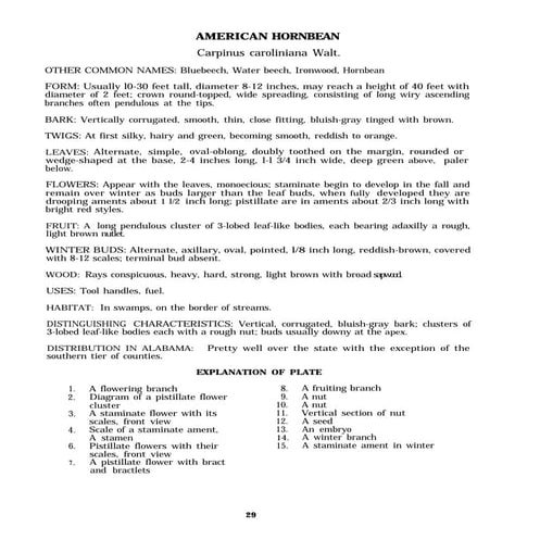 Tree Identification Guide for Oregonians | PDF