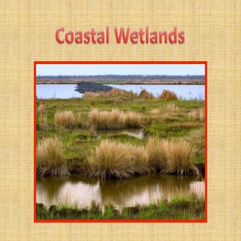 Miss Campolongo's Period 5:Coastal Wetlands