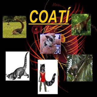 Coati -  Lautaro